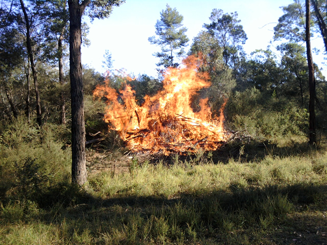 Pile Burns at Frank's 2010